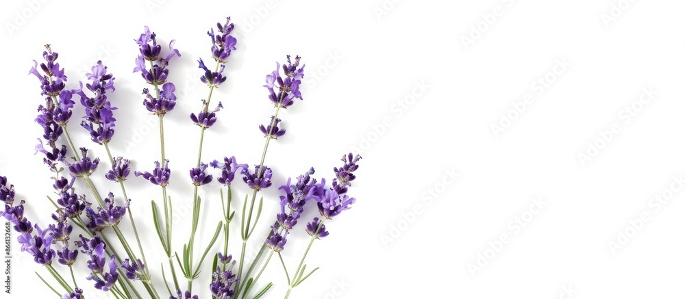 Naklejka premium Enjoy the calming scent of lavender against a serene white backdrop, perfect for adding your own copy space image.