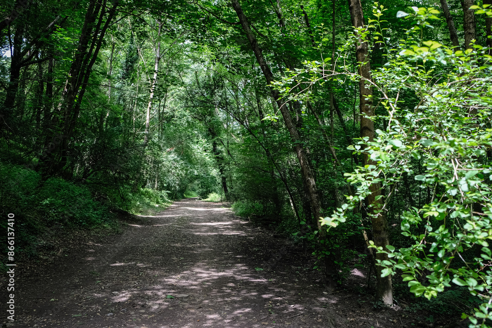 Obraz premium Chemin forestier 