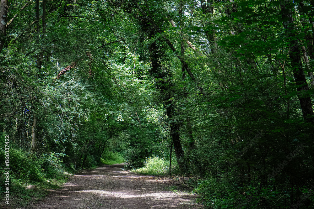 Obraz premium LE CHEMIN