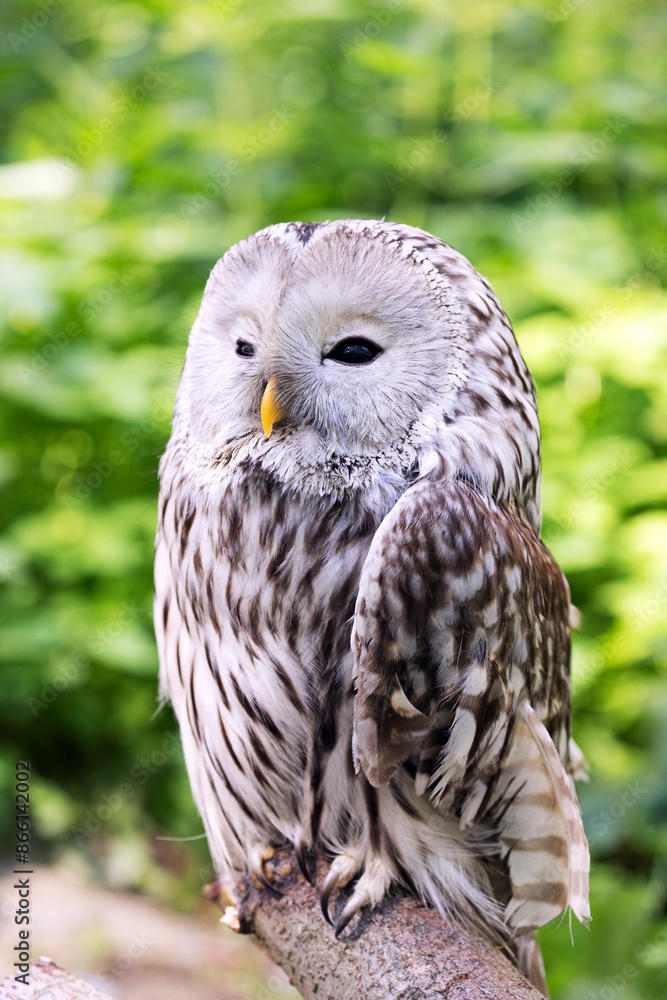 Ural owl on a log in summer forest (Strix uralensis) Ural owl on a log in summer forest (Strix uralensis)