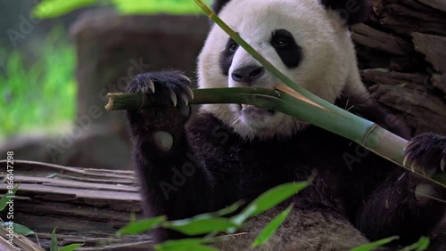 Giant panda eating bamboo at Dujiangyan Panda Base, Sichuan, China.