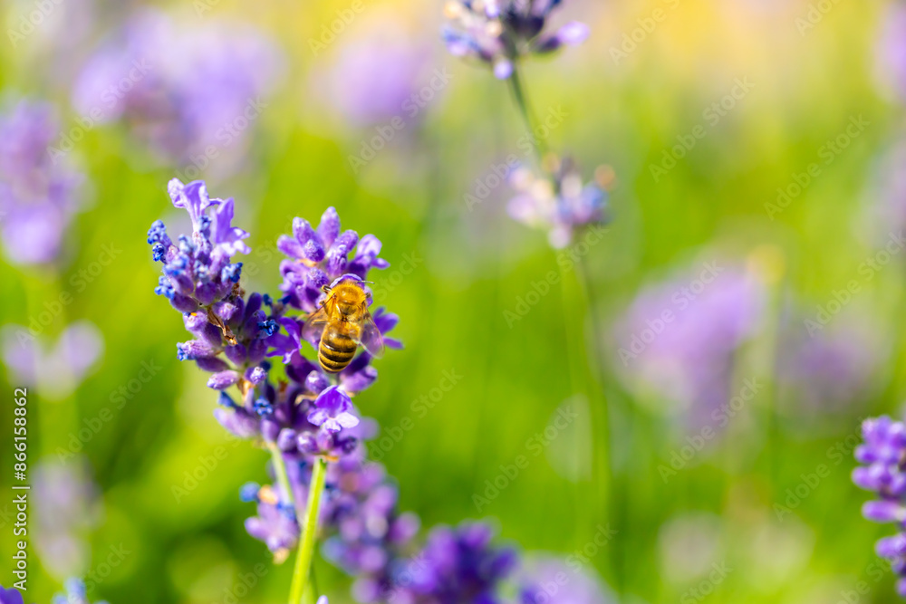 Spring lavender flowers under sunlight. Bees pollinate flowers and collect pollen. Lavender honey. Beautiful landscape of nature with a panoramic view. Hi spring. long banner Spring lavender flowers under sunlight. Bees pollinate flowers and collect pollen. Lavender honey. Beautiful landscape of nature with a panoramic view. Hi spring. long banner