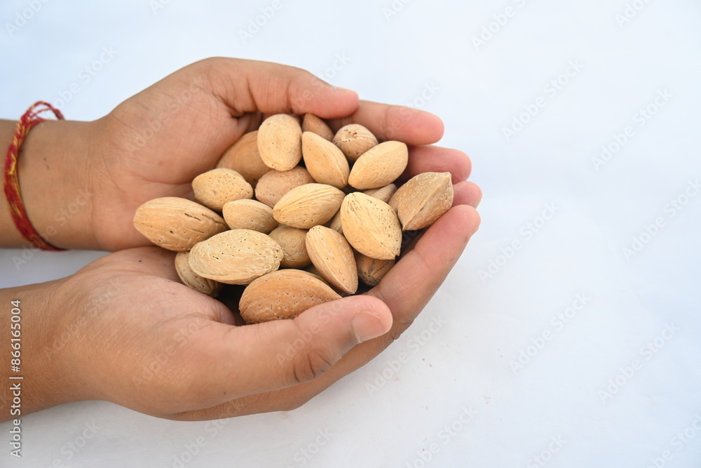 Almond with shell. It's other name Prunus amygdalus and Prunus dulcis. The almond is also the name of the edible and widely cultivated seed of this tree. indian almond. Almond with shell. It's other name Prunus amygdalus and Prunus dulcis. The almond is also the name of the edible and widely cultivated seed of this tree. indian almond.