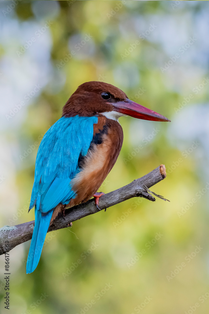Fototapeta premium The White-throated Kingfisher on a branch in nature of Thailand