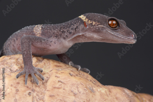 A portrait of a Lichtenfelder's Gecko on a rock
