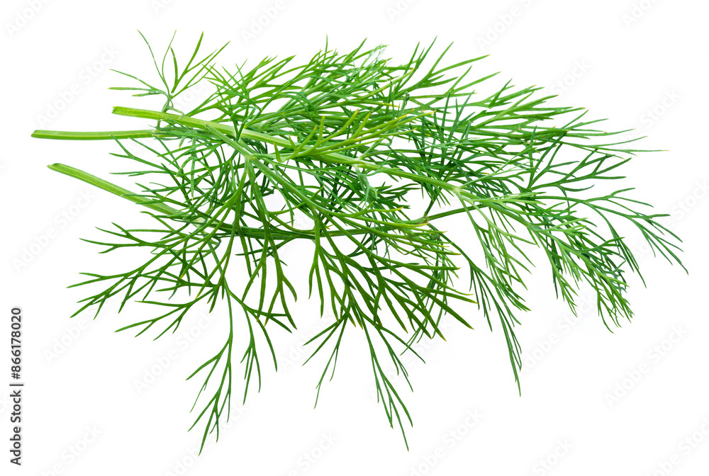 Green dill leaves isolated on white background. Green dill leaves isolated on white background.