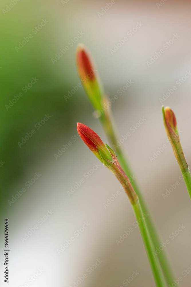 Dark purple clay lotus, prominent flower buds. Dark purple clay lotus, prominent flower buds.