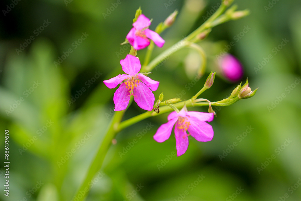 The beautiful Talinum paniculata is an ornamental plant with medicinal properties. The beautiful Talinum paniculata is an ornamental plant with medicinal properties.