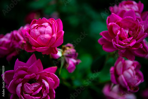 Wallpaper Mural Deep pink rose flowers in a rose garden Torontodigital.ca