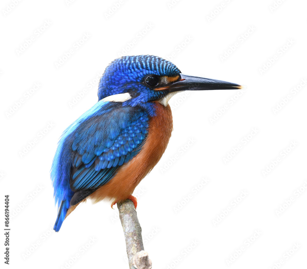 Fototapeta premium bird with velvet blue wings, back to head and reddish belly perching branch isolated on white background, blue-eared kingfisher