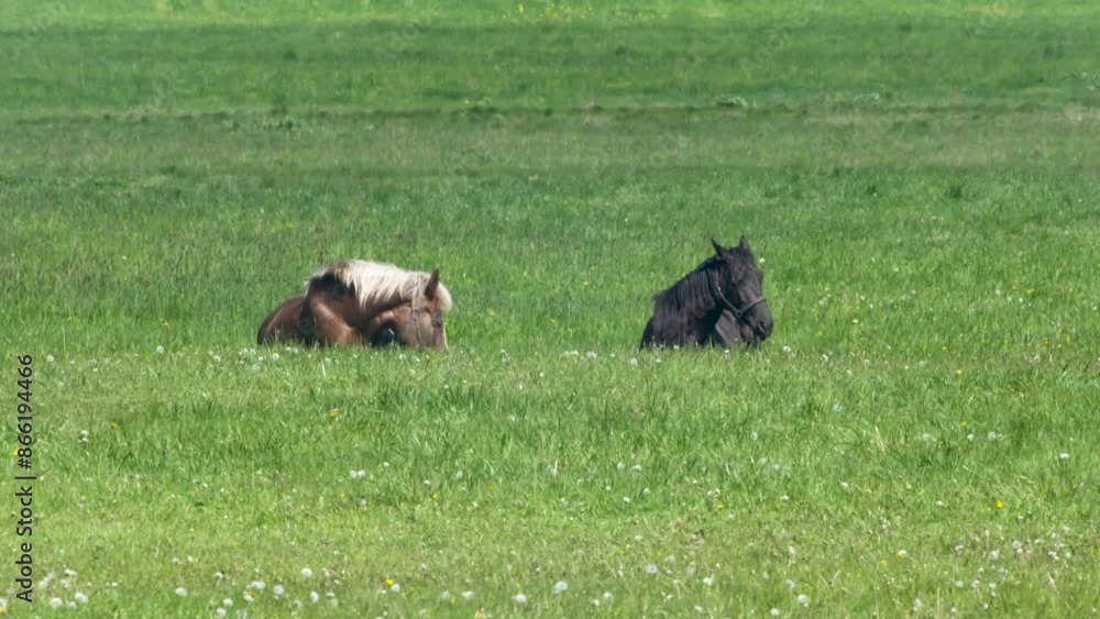 Horses graze on a field with green grass. The concept of calm and tranquility as a horse peacefully enjoys its meal in an open field. Horses graze on a field with green grass. The concept of calm and tranquility as a horse peacefully enjoys its meal in an open field.