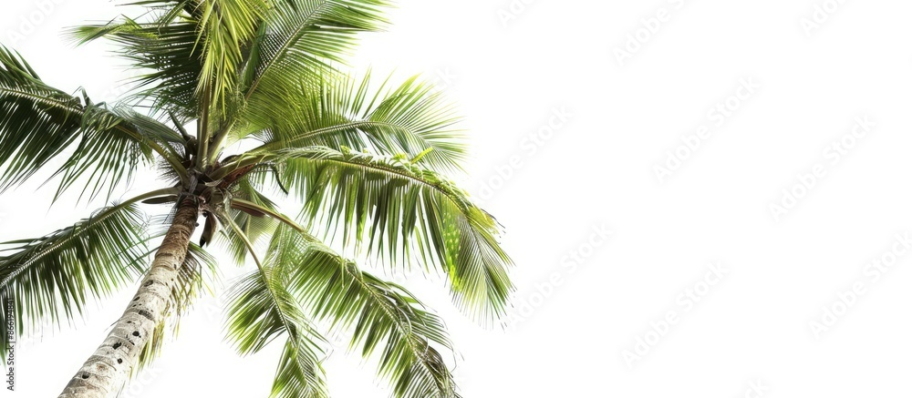 Isolated Coconut Palm Tree Against a White Background Isolated Coconut Palm Tree Against a White Background