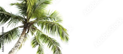 Wallpaper Mural Isolated Coconut Palm Tree Against a White Background Torontodigital.ca