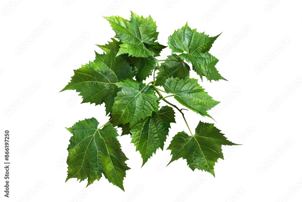 Grapes leaves isolated on transparent background Grapes leaves isolated on transparent background