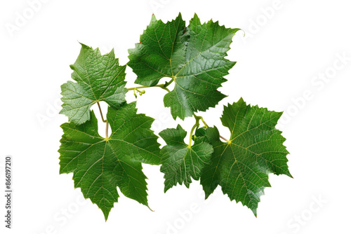 Grapes leaves isolated on transparent background