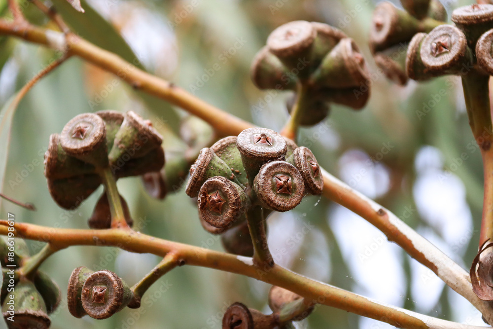 Eucalyptus fruit growing on the branch of the tree Eucalyptus fruit growing on the branch of the tree
