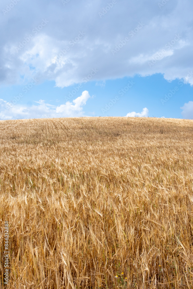 An expansive view of a golden wheat field under a partly cloudy but bright blue sky, representing the simplicity and abundance of nature in Tarragona in Spain An expansive view of a golden wheat field under a partly cloudy but bright blue sky, representing the simplicity and abundance of nature in Tarragona in Spain