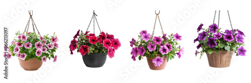 Set of petunia in a hanging pot  on transparent white background