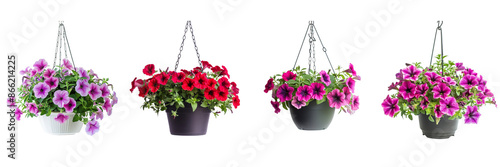 Set of petunia in a hanging pot  on transparent white background