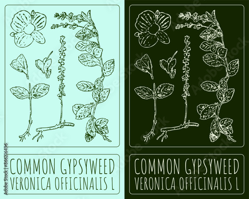 Vector drawing COMMON GYPSYWEED. Hand illustration. The Latin name is VERONICA OFFICINALIS L