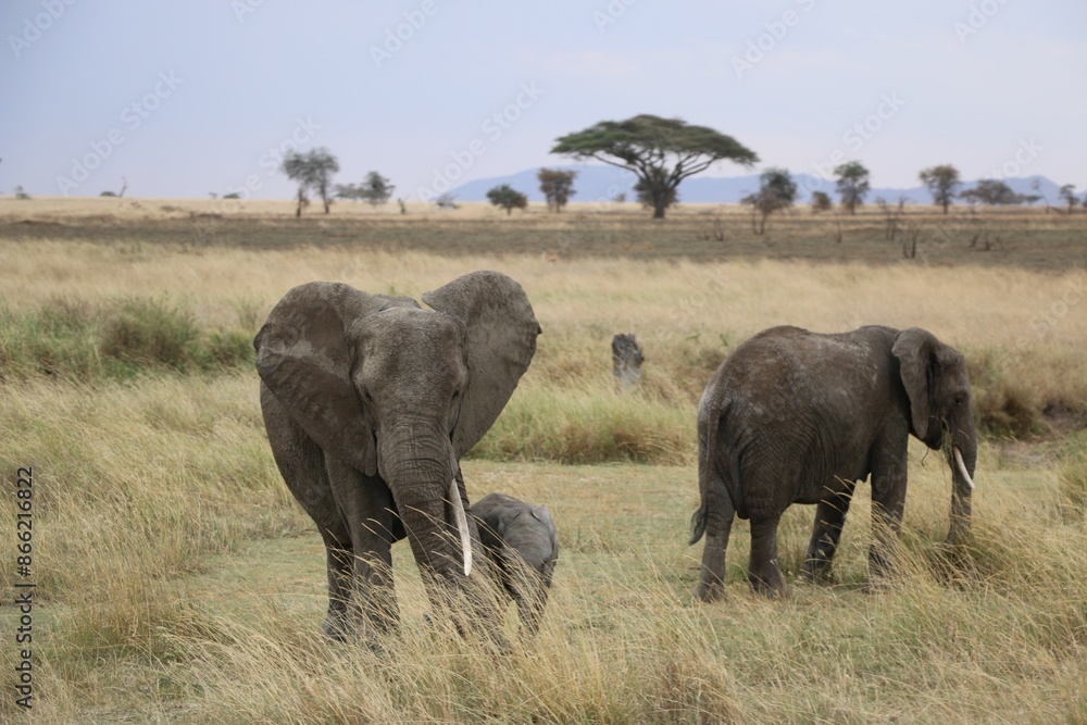 Wild elephants in Serengeti national park, Kenya. Wild elephants in Serengeti national park, Kenya.