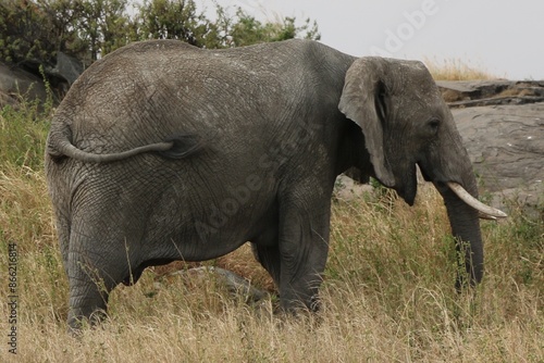 Photography Wild elephants in Serengeti national park, Kenya.