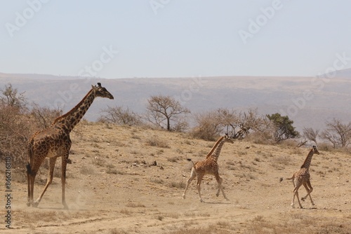 Canvas Print Wild giraffes in Serengeti national park, Kenya.