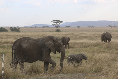 Photography Wild elephants in Serengeti national park, Kenya.