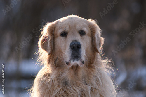 Golden Retriever on a snowy, sunny afternoon.