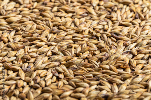 Canvas Print barley malt Ingredient for Industrial production of beer.