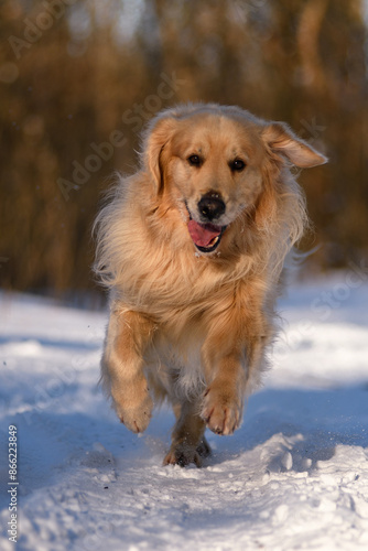 Golden Retriever on a snowy, sunny afternoon.