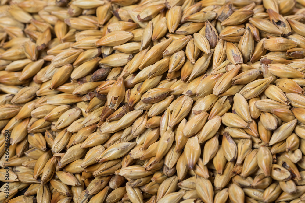 barley malt Ingredient for Industrial production of beer. barley malt Ingredient for Industrial production of beer.