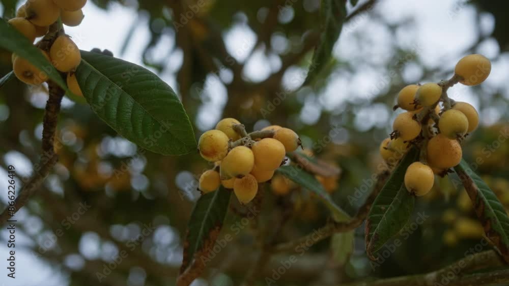 Close-up of ripe loquat eriobotrya japonica fruits on a tree branch in puglia, italy. Close-up of ripe loquat eriobotrya japonica fruits on a tree branch in puglia, italy.