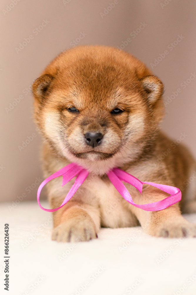 A shiba inu puppy poses against a beige background A shiba inu puppy poses against a beige background