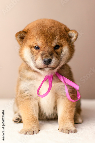 A shiba inu puppy poses against a beige background