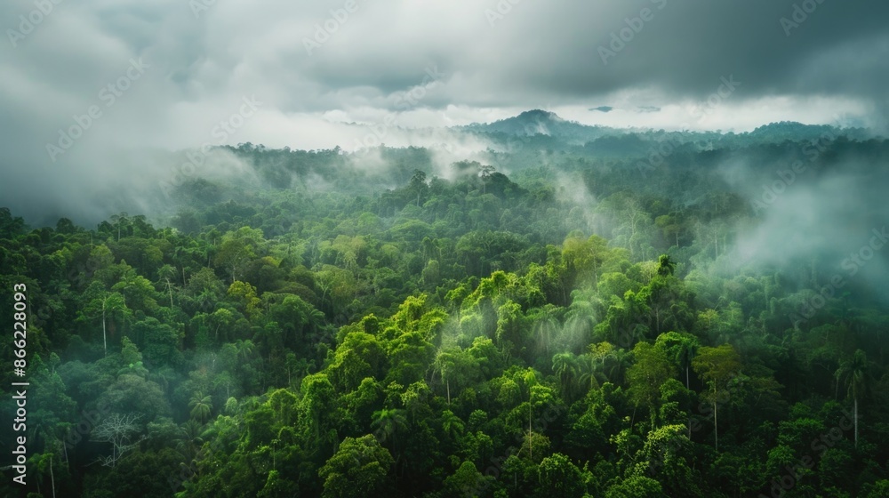 Obraz premium An aerial panorama view of tropical rainforest. Panoramic landscape of green jungle, Tropical rain forest jungle