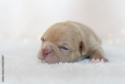 7 day old American Bullie puppy photo