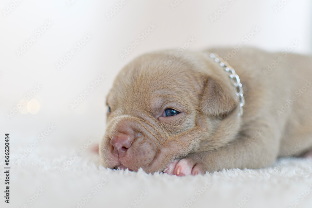 7 day old American Bullie puppy 7 day old American Bullie puppy