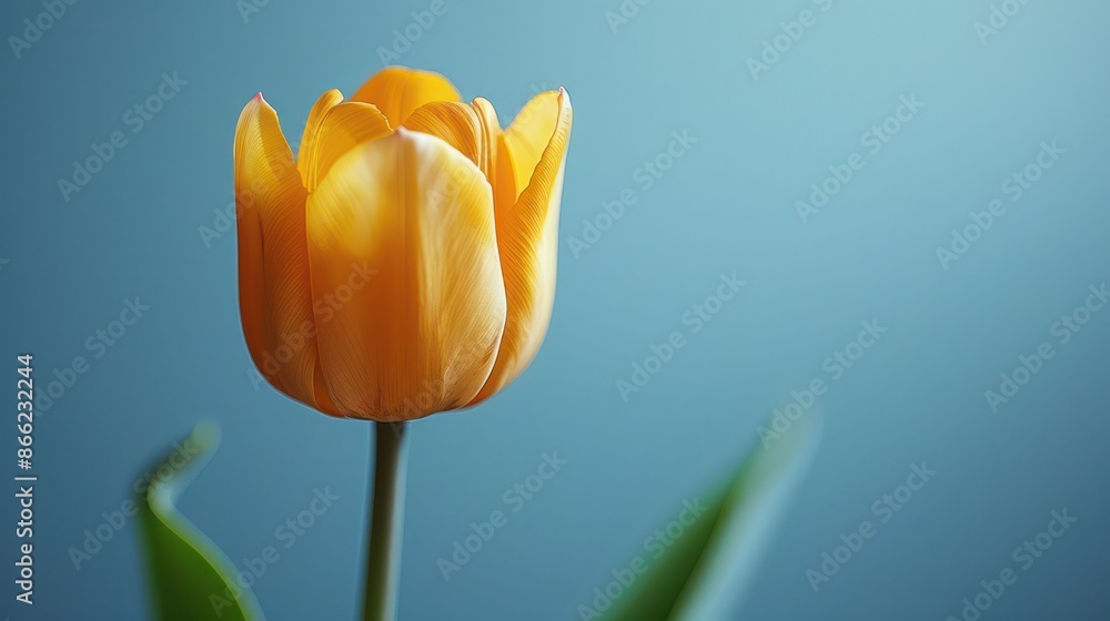 A single yellow flower is the main focus of the image