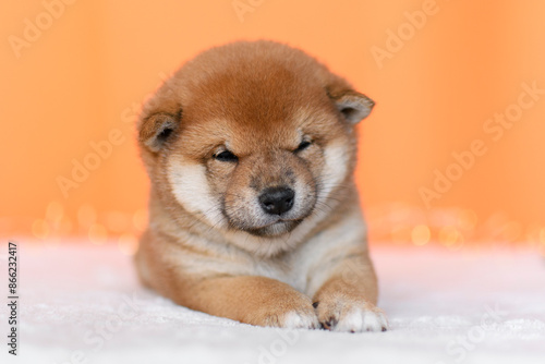 Cute shiba inu puppy on orange background photo