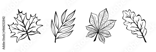 Autumn Leaves: Oak, Maple, Willow, Chestnut Hand Drawn Style. Set Line Art Of Seasonal Plants. Vector illustration of One line Autumn Elements.