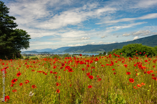 Landscape with poppy flowers and lake