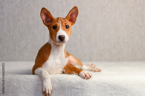 Adorable Basenji puppy posing on a light, neutral background. Studio portrait highlighting the breed’s elegant posture, alert ears, and smooth coat. Perfect for pet-related, advertising, and minimalis