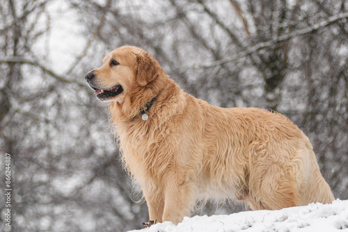 Golden Retriever in Winter Park