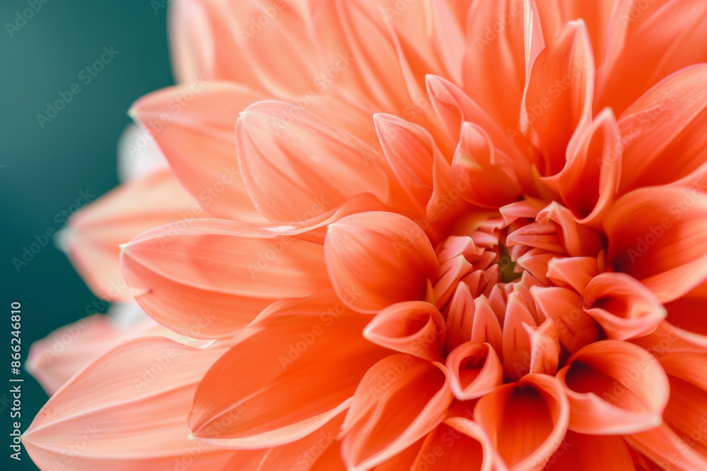 Close Up of an Orange Dahlia Flower in Full Bloom Displaying Petal Details Close Up of an Orange Dahlia Flower in Full Bloom Displaying Petal Details