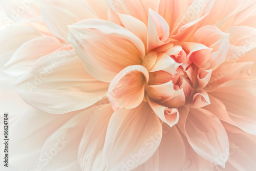 Close Up of Soft Blush Dahlia Flower in Full Bloom with Gentle Pastel Tones