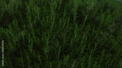 A close-up view of green rosemary bushes outdoors in puglia, southern italy, showcasing fresh, aromatic, needle-like leaves under natural lighting. photo