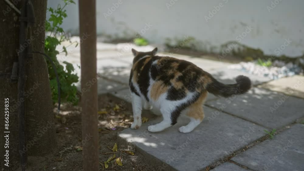 A calico cat wanders alone outdoors on a shaded path with a wall in the background on a sunny day. A calico cat wanders alone outdoors on a shaded path with a wall in the background on a sunny day.