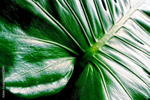 shallow depth of field monstera green leaf. Detail close-up of leaves