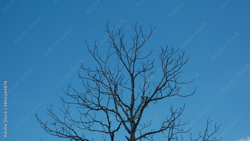 Bare tree against a clear blue sky. Ideal for nature presentations, backgrounds or seasonal concepts. Bare tree against a clear blue sky. Ideal for nature presentations, backgrounds or seasonal concepts.